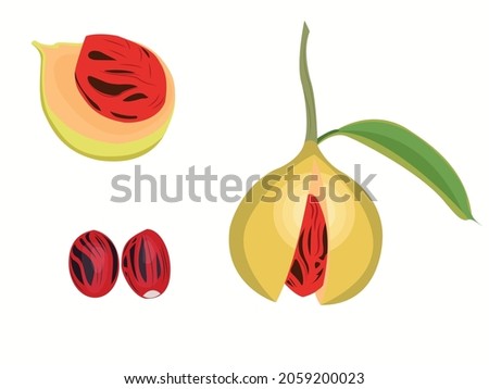 Nutmeg: sets of vector illustration spice, scliced nutmeg, nutmeg hanging on tree, nutmeg seed Royalty-Free Stock Photo #2059200023