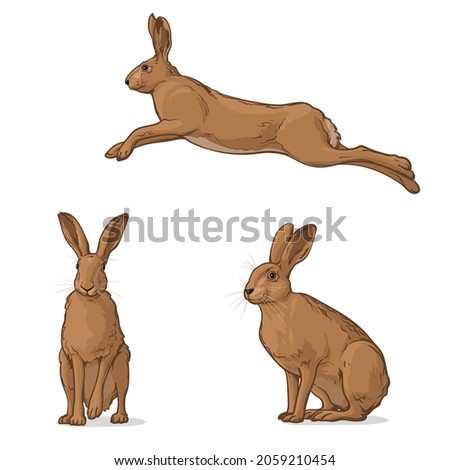 Hare in different poses. Set of vector graphic illustrations of rabbit, hare. Royalty-Free Stock Photo #2059210454