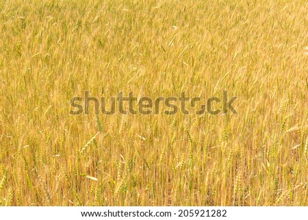 ripening ears of wheat in the Russian summer field