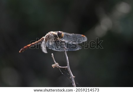 A closeup shot of a beautiful dragonfly on a twig against blurred background