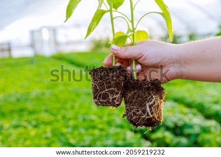 Pepper seedling, a girl holding a pepper in her hand, a healthy root system. Growing seedlings in a greenhouse. Royalty-Free Stock Photo #2059219232