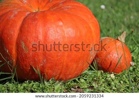 Harvest time and Halloween is coming: pumpkins in the garden