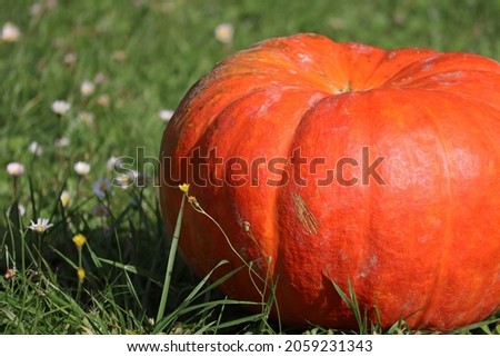 Harvest time and Halloween is coming: pumpkins in the garden