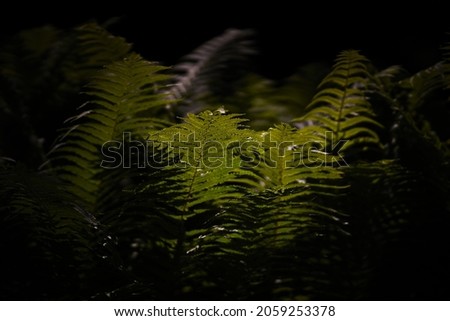 A close-up shot of fern leaves on a dark night 