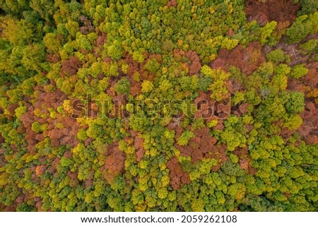 Aerial Top Down View of Autumn Colorful Forest