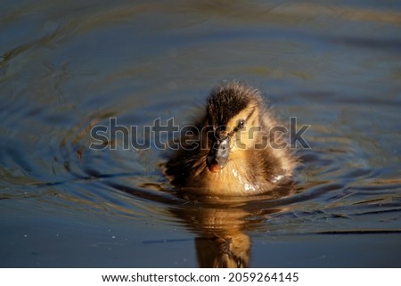 A closeushot of a cute duckling coot swimming in a lake making small waves