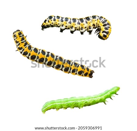 Caterpillars of Lettuce shark (Cucullia lactucae) and Hebrew character (Orthosia gothica) isolated on white background. Insect larva