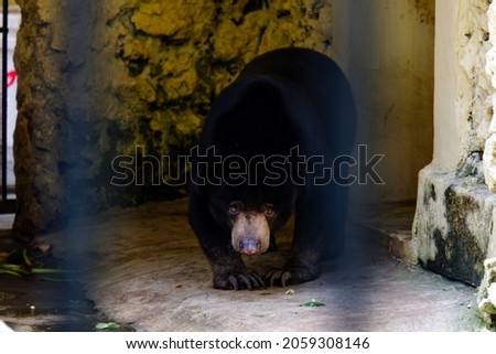 A cute little black sun bear (Bornean Sun Bear) in a zoo