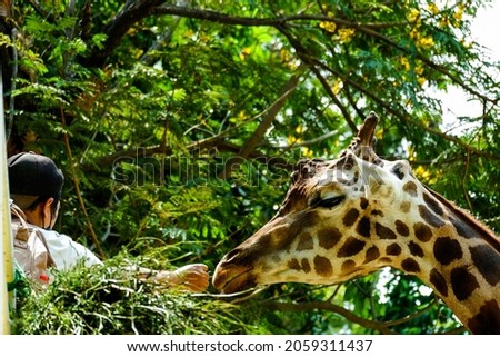 An Asian man is feeding a giraffe at the zoo