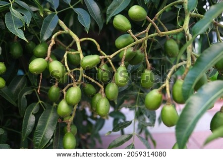 Green baby ambarella on tree. Young fresh green ambarella fruits on branch, pommecythere, buah kedondong, gway, hevi, mokah, goldpflaume, hog plum, tahitian apple, otaheite apple, golden apple, june p
