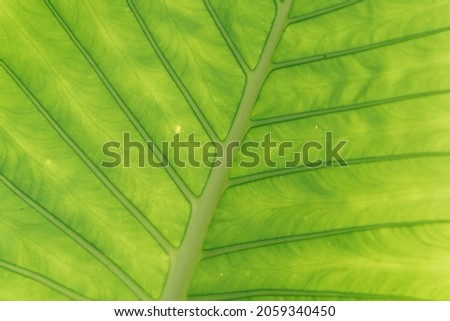 Green leaves pattern background, Closeup nature of fresh green leaf background.