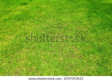 The green lawn is perfect for background applications.