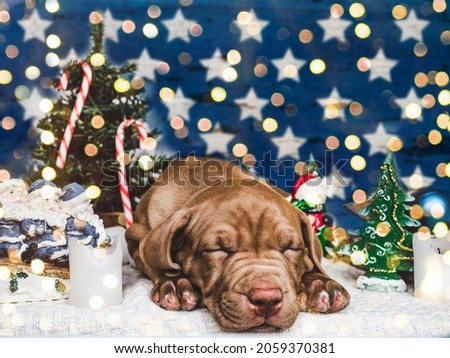 Christmas decorations and lovable, pretty puppy of brown color, sleeping on a white blanket. Close-up, indoors, no people. Studio photo. Congratulations for family, relatives, friends and colleagues
