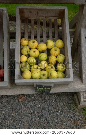 Display of Home Grown Organic Yellow Cooking Apples (Malus domestica 'Golden Noble') in a Rustic Wooden Crate at a Farmers Market in Rural Devon, England, UK