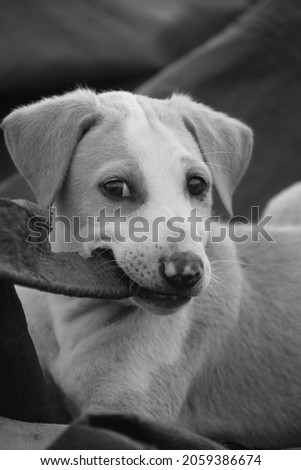 dog biting the cloth portrait of puppy dog
