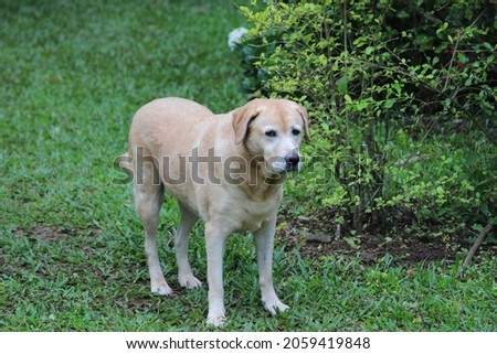 Labrador portrait. Picture of a bubbly labrador walking over the lawn area. 