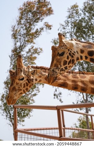 captive giraffes neck and face