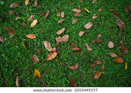 Old dry yellow leaves on the pure green grass ground on a rainy day