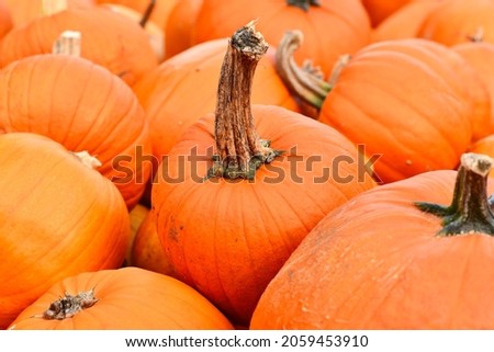 Orange Halloween pumpkin with long stem