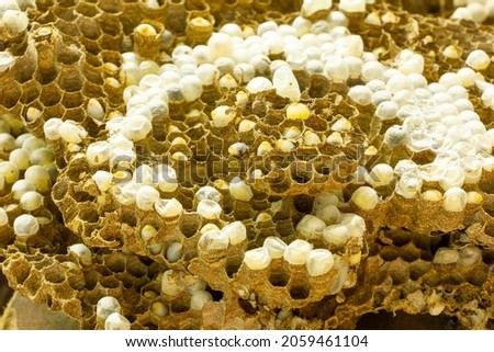 close up hornet's nest with larvae or embryo in honeycombs,select focus hornet's nest for created cultured embryos thrive inherited variants