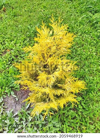Sapling with lemon needles Thuja folded Goldy, Forever Goldy, 4ever Goldy in the garden, on the contrast of green grass. Decorative coniferous plants. Royalty-Free Stock Photo #2059468919