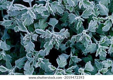 Frozen branches of chrysanthemum. Green leaves covered with morning frost. Top view. Close up.