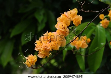Yellow bougainvillea flower in a branch