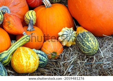 pumpkin pictures interesting pumpkin pictures