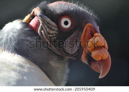 King Vulture Close Up