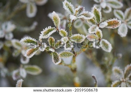 The plants were covered with frost in the frost, after a snowfall in December before the new year. Royalty-Free Stock Photo #2059508678