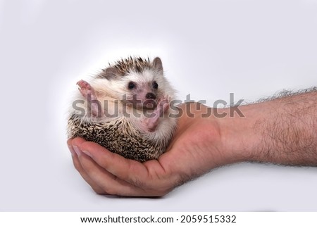 An African beautiful hedgehog sits comfortably in a man's hand as in a chair or throne on a white background