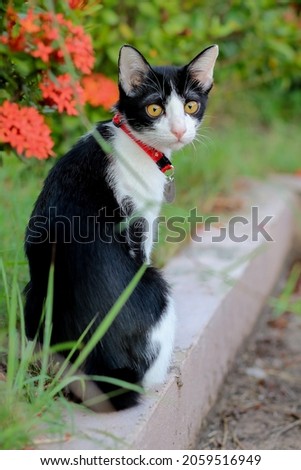 tuxedo cat kitten is in the garden.