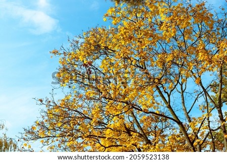 Maple with yellow autumn leaves against the blue sky