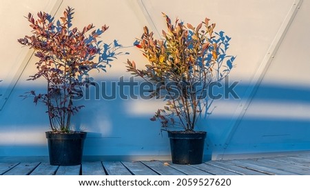 Small trees in a black pots on white background. Decoration of the street in flowers. Space for text.