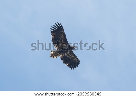 A juvenile White-tailed Eagle soaring