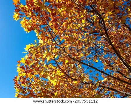 Gold autumn leaves with deep blue sky