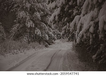 Vintage picture of winter road. Dark January morning in a forest. Spooky atmosphere, cold air and tranquil mood. Selective focus on the woods, blurred background.