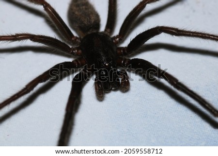 segestriidae black spider macro photo
