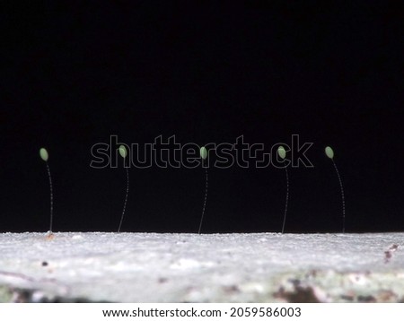 Green Lacewing eggs (family Chrysopidae)  isolated on a natural black background Royalty-Free Stock Photo #2059586003