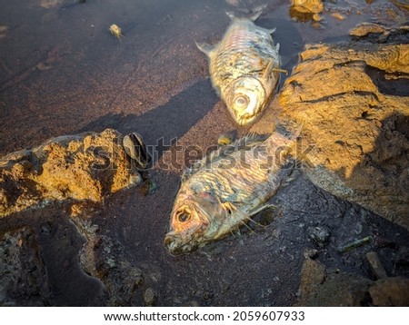 Photo of two dead fish on the edge of the sandy water and there are also rocks.