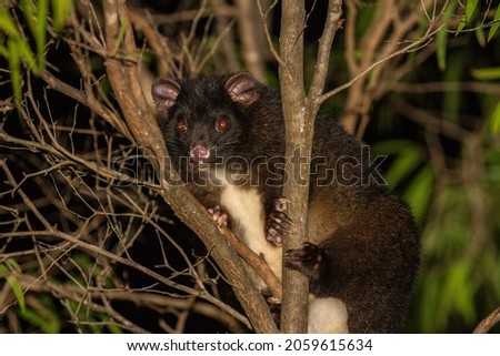 Western Ringtail Possums are a threatened species found in south western WA. In a very small area situated between a local park and a residential neighborhood we were able to locate over half a dozen.