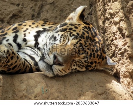  Male Jaguar sleeping on big rock close-up face photo       