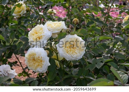 Magical view of roses flower bed blooming in the park. Closeup view of Rosa Winchester Cathedral light yellow and white flowers blossoming in the garden.