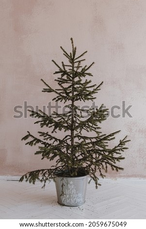 Elegant Christmas spruce, fir tree in bucket in front of neutral dusty pink wall. Christmas, New Year holiday celebration