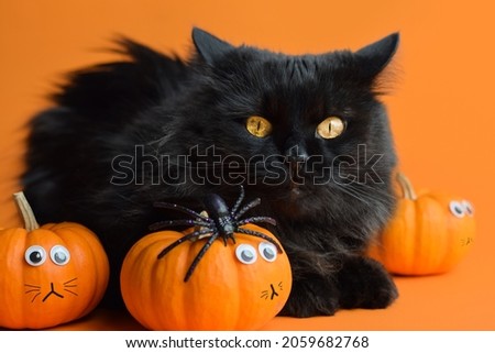 Black cat with mini orange pumpkins on orange background