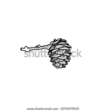 Larch cone in black and white style Royalty-Free Stock Photo #2059699850