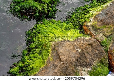 Mossy rock texture in the sea with green water
