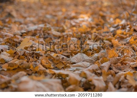 Autumn foliage in the forest, beautiful picture
