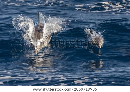 striped dolphin jumping outside the sea near Genoa town
