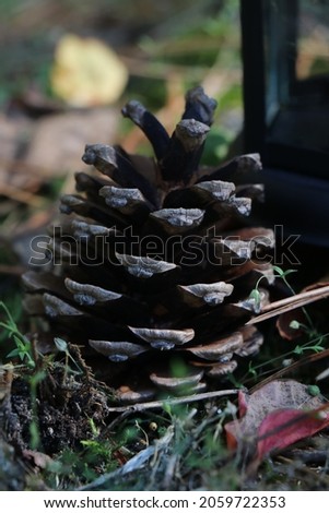 The cone is a beautiful brown color, forest mood, eating squirrels, traveling through the forest